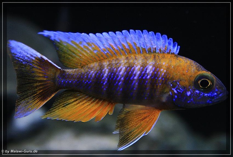 Aulonocara jacobfreibergi 'Cape Maclear'